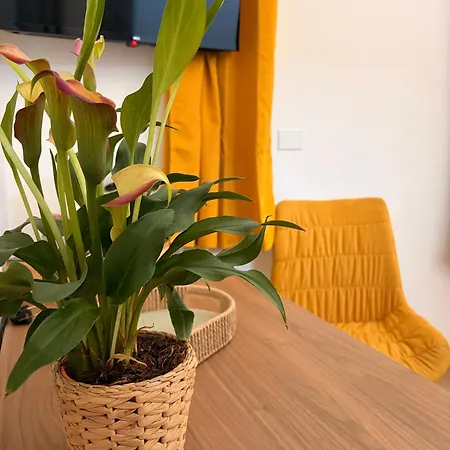 Orchidea House *